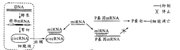 开云app苹果版下载安装V3.1专业版