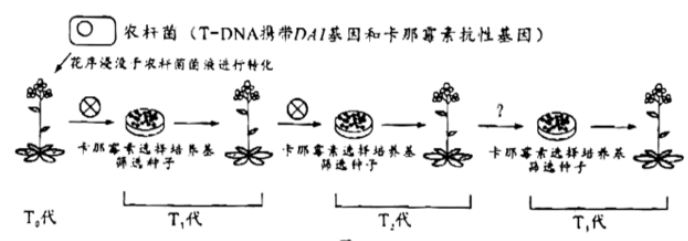 eman安卓版