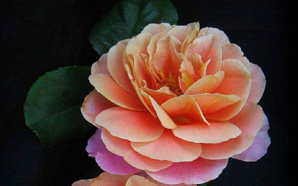 kaiyun体育官网下载安装V2.1专业版