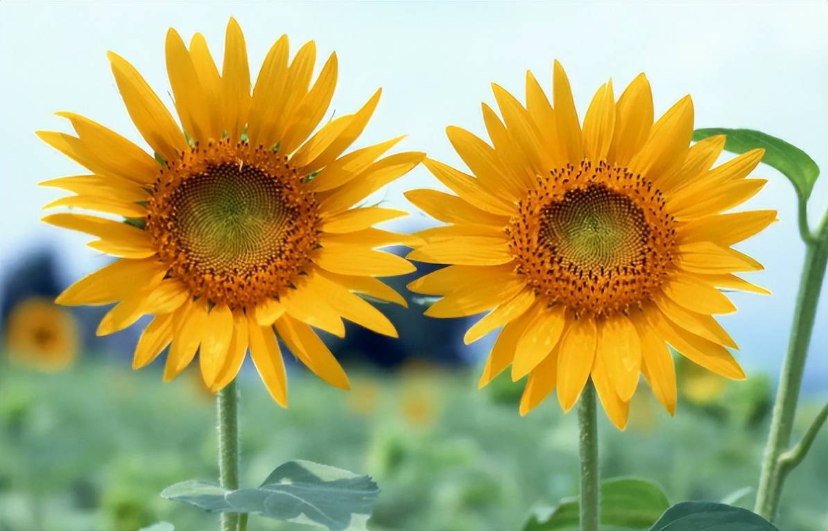 fb体育appV8.4专业版