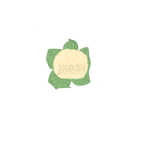 贵州药材APP
